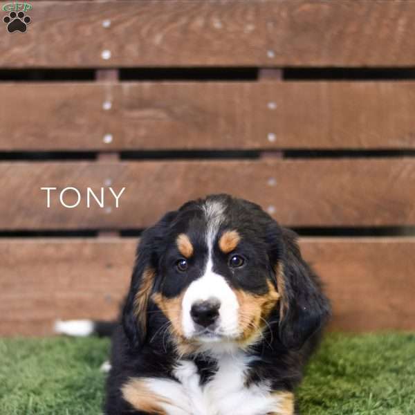 Tony, Bernese Mountain Dog Puppy